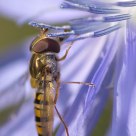 hoverfly on flower